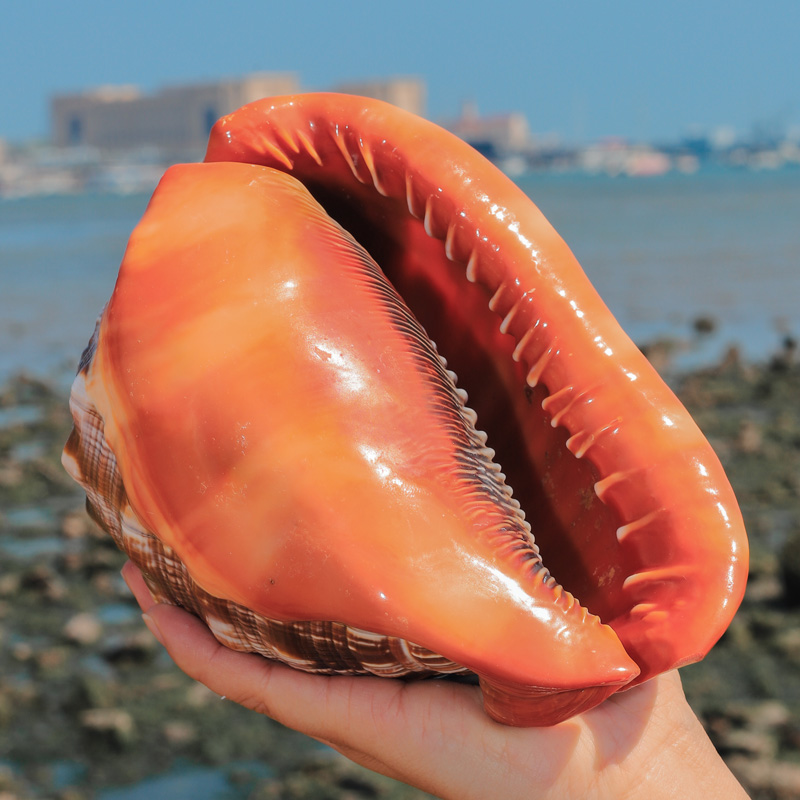 Coquillages de mer naturels or - Aquarium Planting Ideas avis et prix