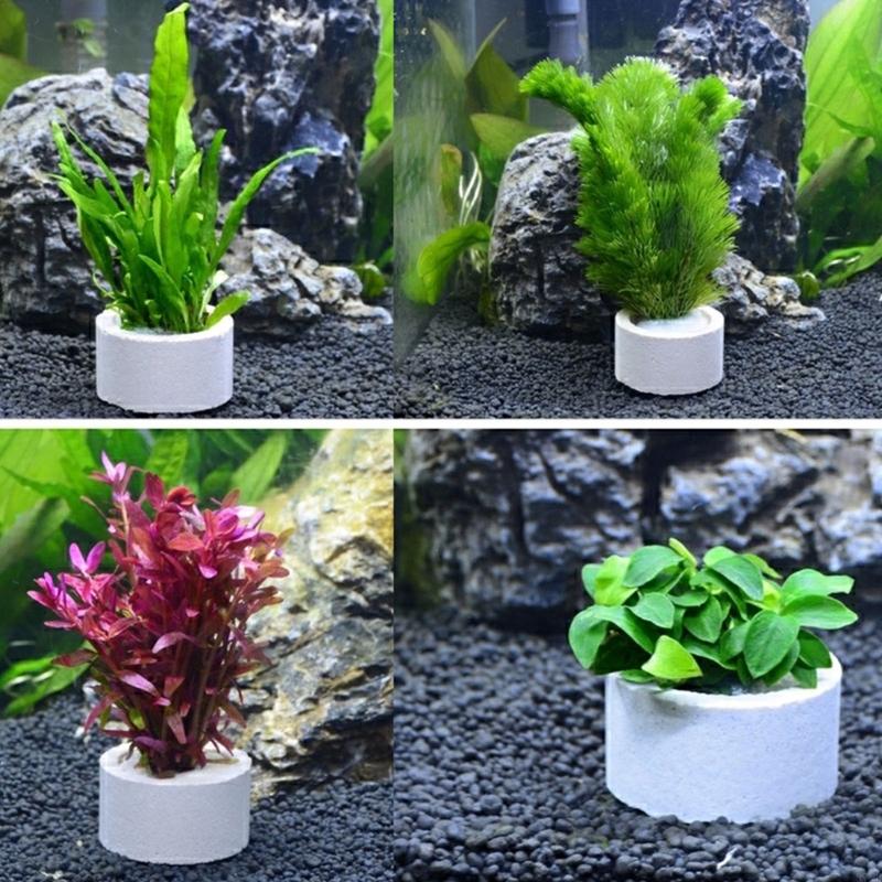 37ME – ensemble d'anneaux fixe - Aquarium Plant Rings avis et prix