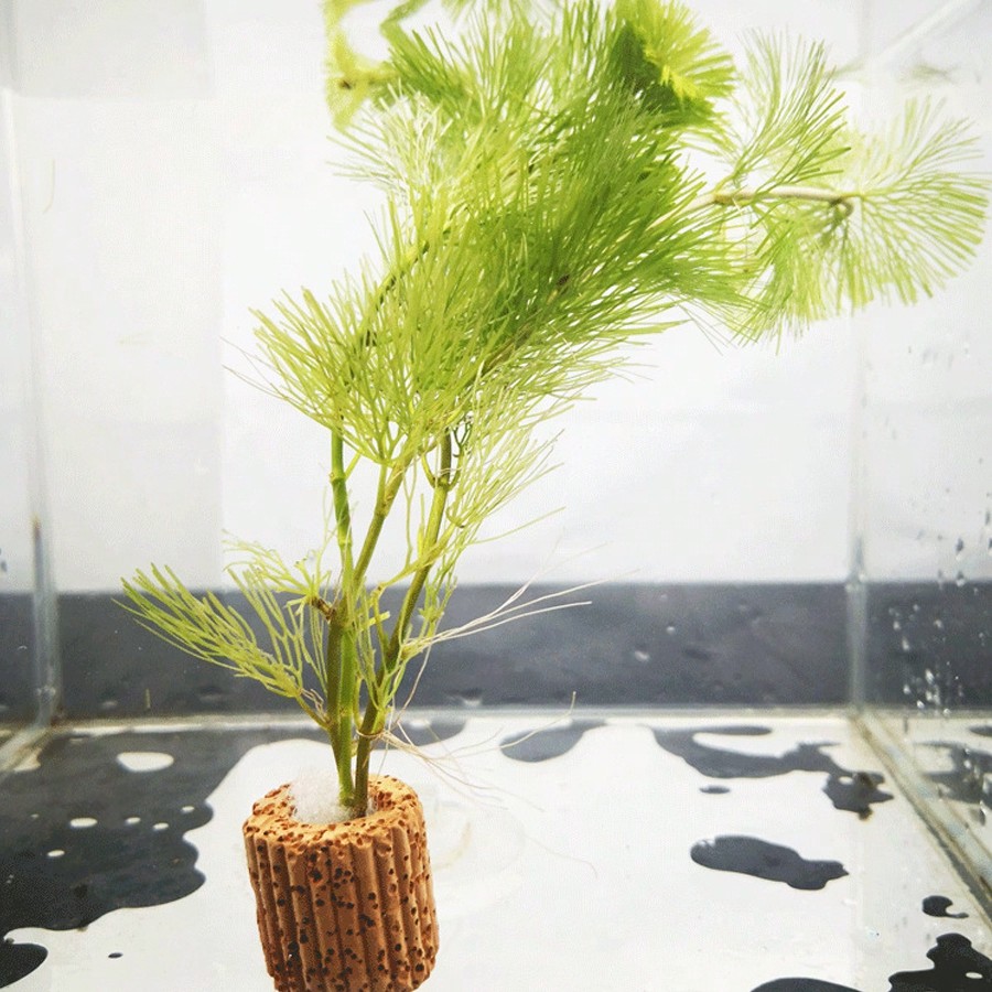 Anneaux de Fixation pour plant - Aquarium Plant Rings avis et prix