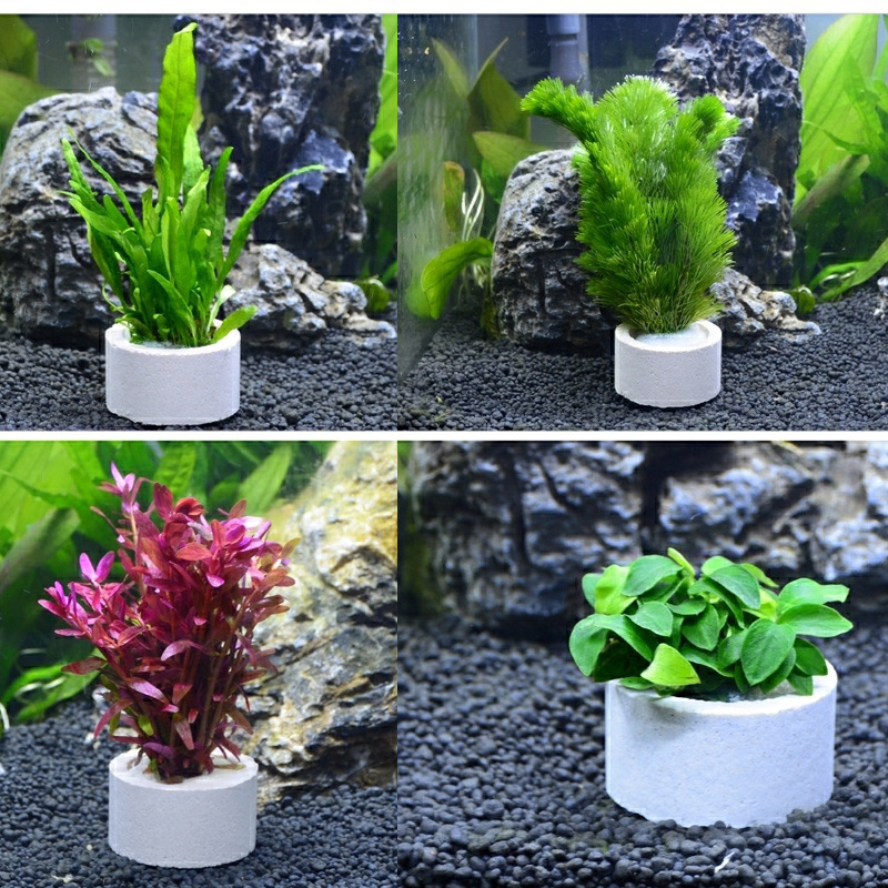 Anneau en céramique de décorat - Aquarium Plant Rings avis et prix