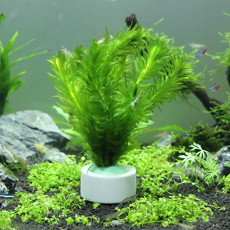 Anneau en céramique de décorat - Aquarium Plant Rings avis et prix