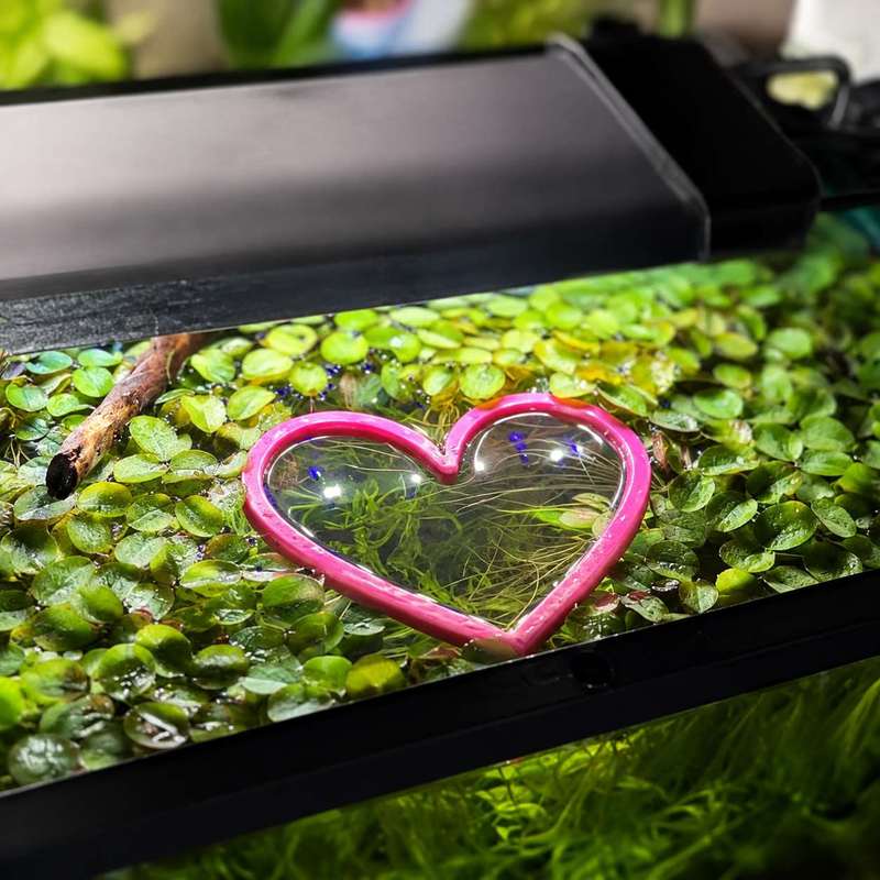 Anneau flottant en forme de cœ - Aquarium Plant Rings avis et prix
