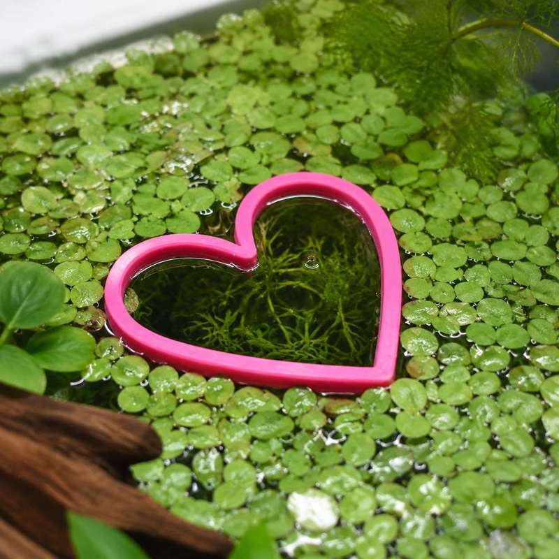 Anneau flottant en forme de cœ - Aquarium Plant Rings avis et prix