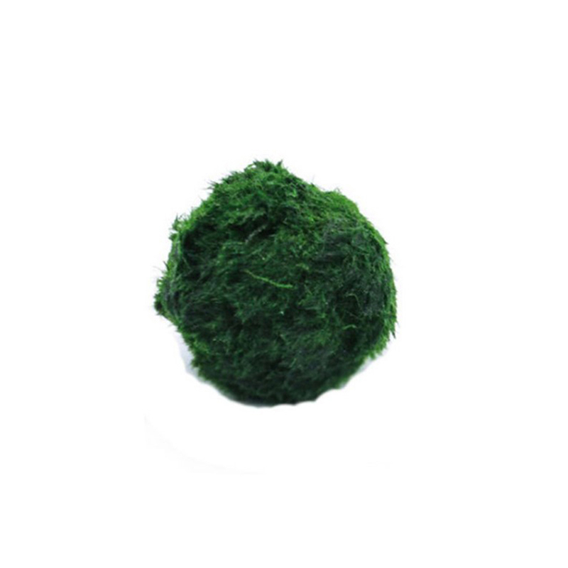 Boules de mousse Marimo, plant - Aquarium Plant Rings avis et prix
