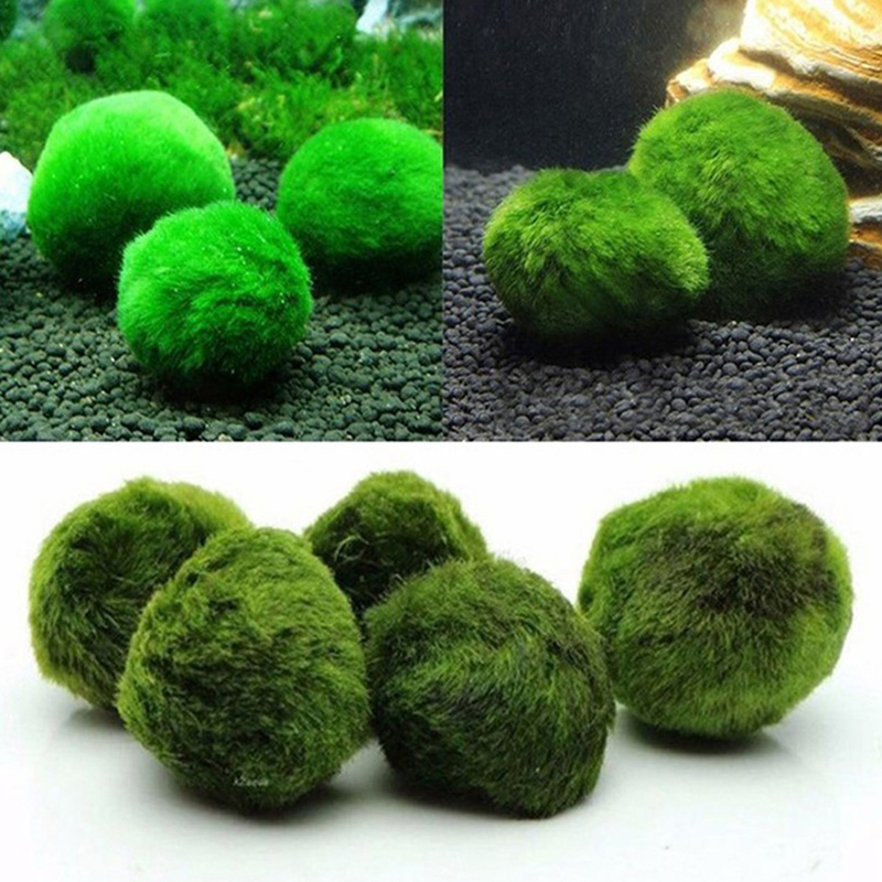 Boules de mousse Marimo, plant - Aquarium Plant Rings avis et prix