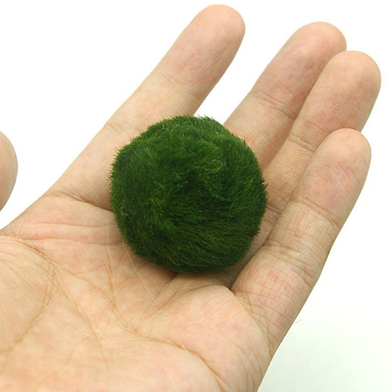 Boules de mousse Marimo, plant - Aquarium Plant Rings avis et prix
