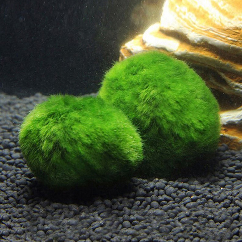 Boules de mousse Marimo, plant - Aquarium Plant Rings avis et prix