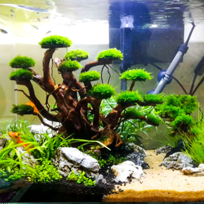Décoration aquascaping : Ornem - Aquarium Planting Ideas avis et prix