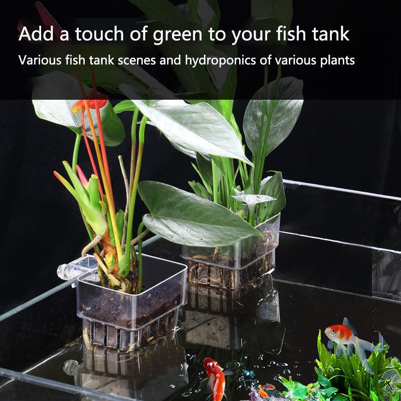 Coupelles de culture hydroponi - Aquarium Planted Tank Setup avis et prix